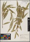 Foto von Salix acmophylla Boiss.